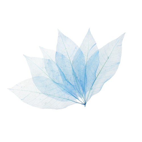 50pcs pressed real dried - real,