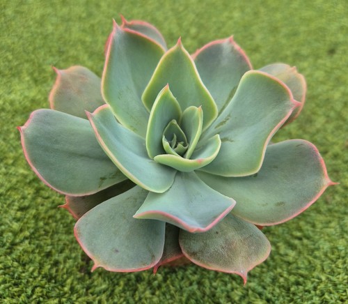 Echeveria rostrata new - 'rostrata',