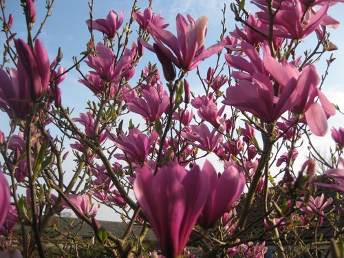 Magnolia susan plant red - magnolia,