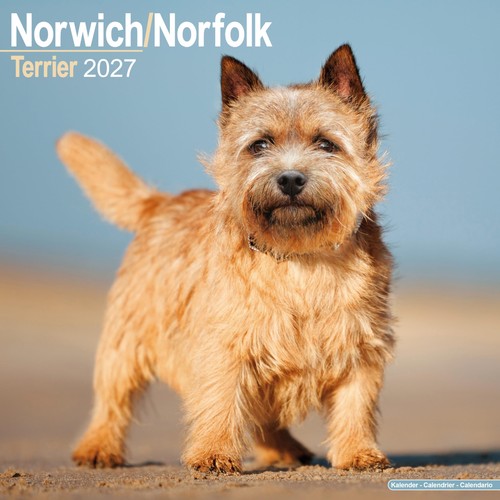 Norwich norfolk terrier 2027 - norwich/norfolk,