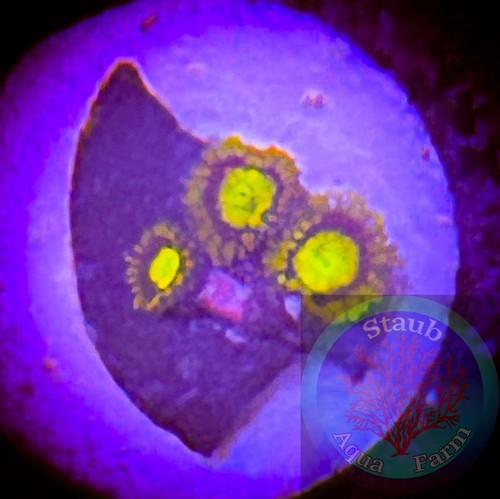 Saf king midas zoanthid - saf~king,