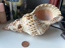 Triton Trumpet Shell 23 Cm