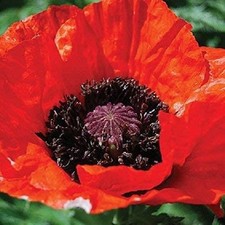 Oriental Poppy / Papaver