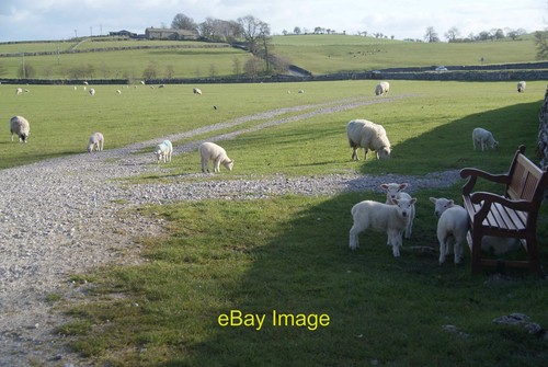 Photo 6x4 lambs waiting the - 6x4,