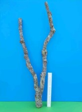 CORK BARK BRANCH 85CM LEOPARD