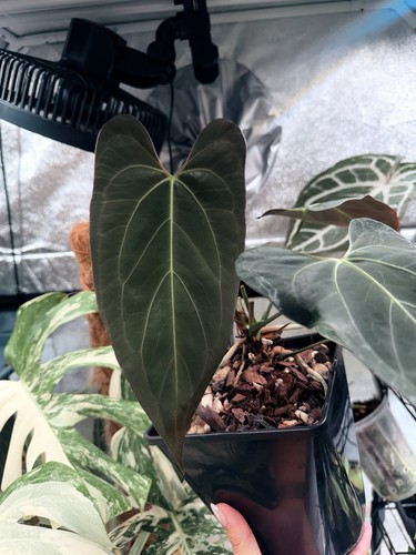 Anthurium papillilaminum naomi - anthurium,