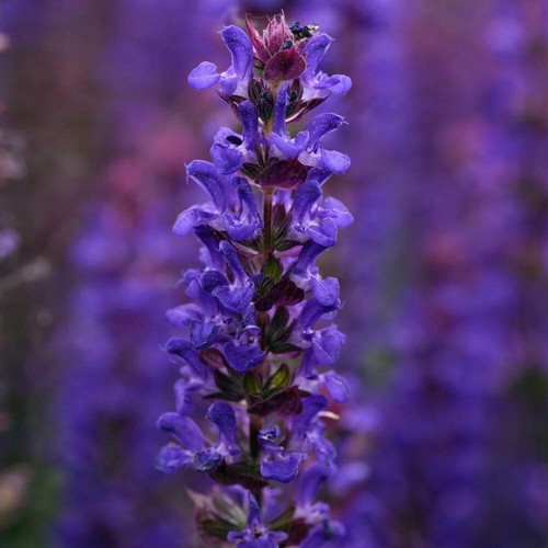 Salvia nemorosa plant - salvia,