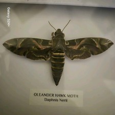 Oleander Hawk Moth (Daphnis