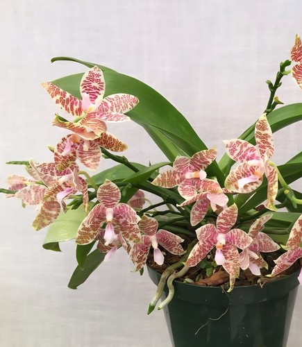 Phalaenopsis hieroglyphica