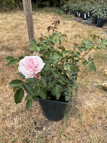 Floribunda rose plant lilac - floribunda, ‘lilac