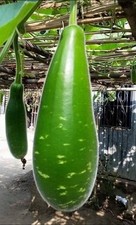 10 giant Bangladeshi Lau Khodu