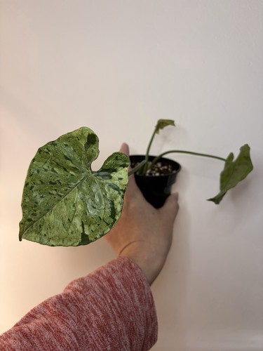 Syngonium green splash - syngonium,