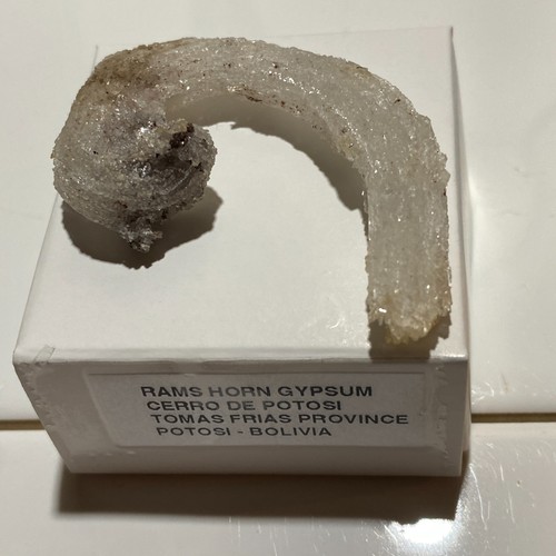 Rams horn gypsum - rams,