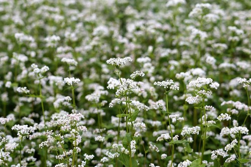 Buckwheat seeds cover crop - seeds,,