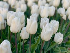 20 White Prince Tulip Spring