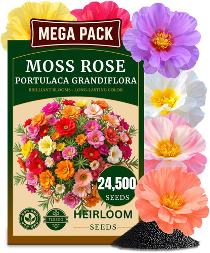 24500 moss rose seeds - moss, |