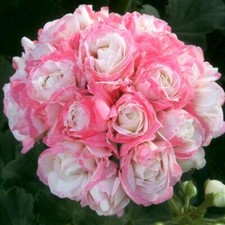 Geranium Zonal GrandeurÂ®