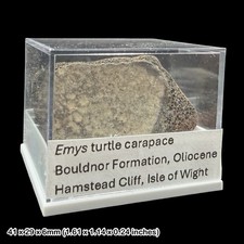 Emys Turtle Carapace Fossil