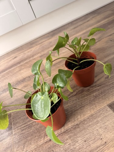 Chinese money plant - chinese, (pilea)