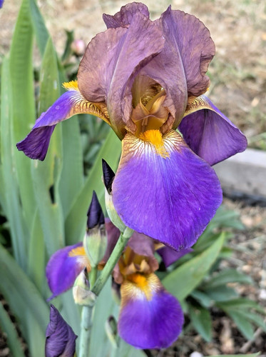 Bearded iris germanica - bearded,