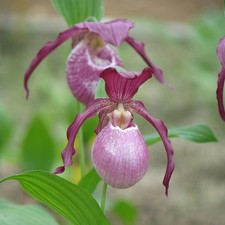3x Cypripedium Philipp Garden Lady's Slipper Orchid FS Hardy Garden Orchid Patio