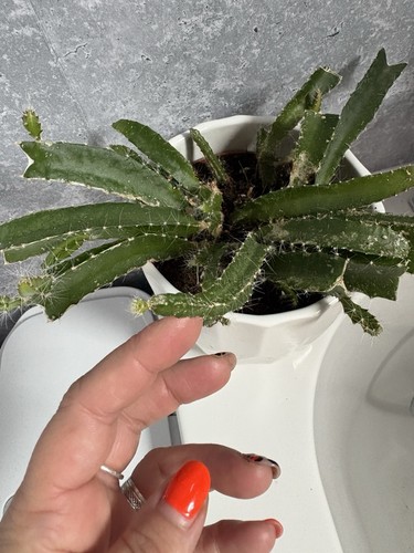 Dragon fruit plant - adult,