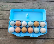 Styrofoam Bulk Egg Cartons (50