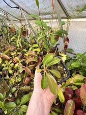 Nepenthes rajah x lowii, Seed Grown, Exact Plant 
