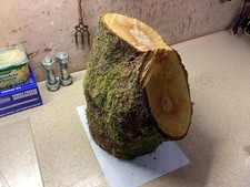 LARGE BLACKTHORN WOOD TURNING BLANK