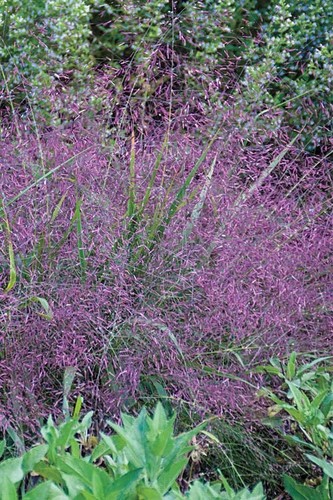 Eragrostis spectabills - eragrostis,