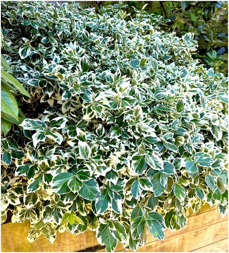 Euonymus fortunei - [x3],