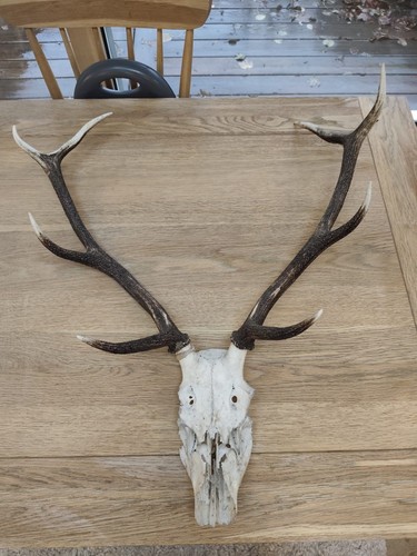 Point red stag deer antlers - point,