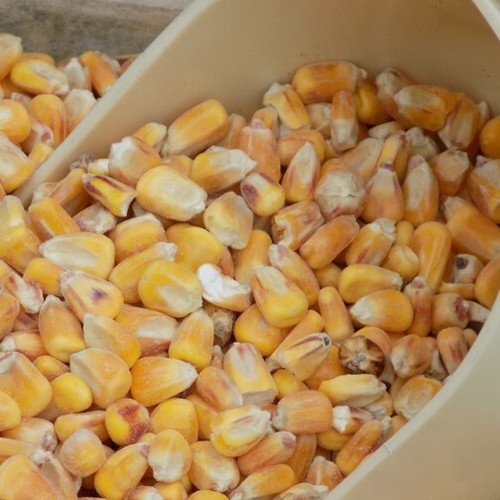 Whole maize 20kg poultry - maize, |