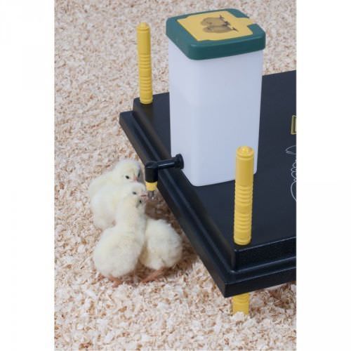 Comfort chick brooder heat - chick,