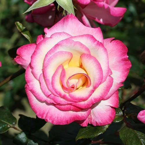 Handel pink white climbing - handel,