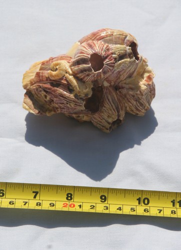 Titan acorn barnacle 1987 - titan,