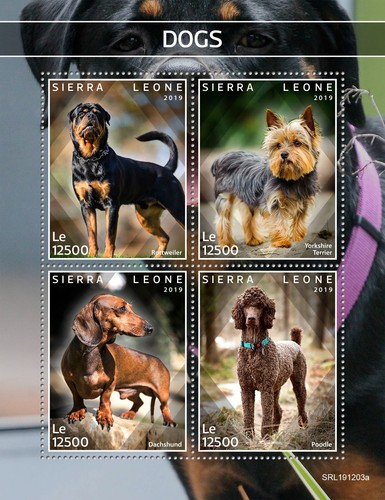 Dogs rottweiler yorkshire - dogs,