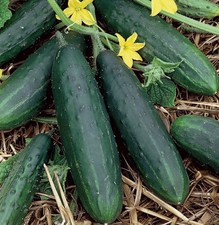 Cucumber Spacemaster 80 x 6