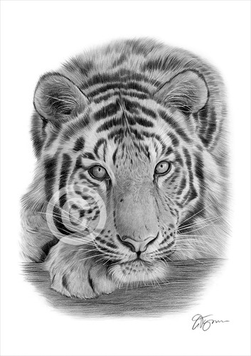 Sumatran tiger pencil - sumatran,