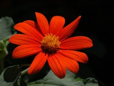 TITHONIA ROTUNDIFOLIA TORCH - THE MEXICAN SUNFLOWER  2 GRAM ~ 240 SEEDS
