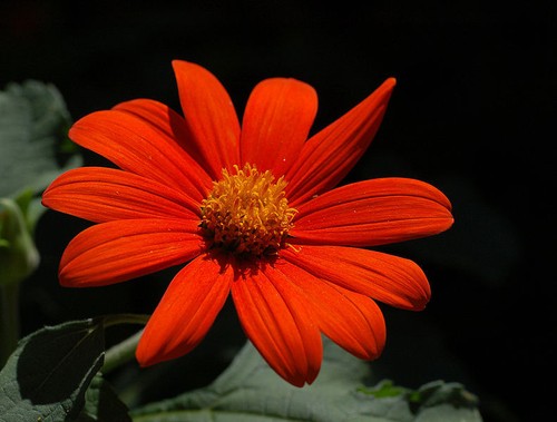 Tithonia rotundifolia torch - tithonia,