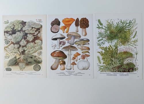 Vintage mushroom moss - vintage,