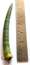 Sansevieria cylindrica