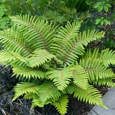 Japanese Tassel Fern