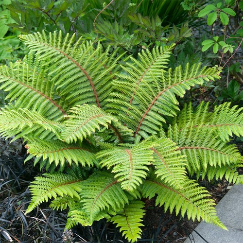 Japanese tassel fern - tassel,