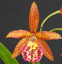 Cattleya Bc. Rustic Spots