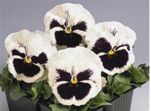Pansy inspire white - x,