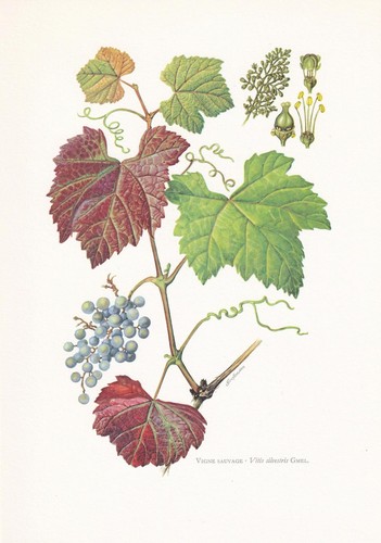 1960 wild grape tree print - wild,