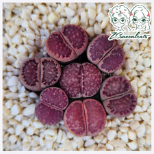 L. salicola 'Sato’s Violet'("Bacchus") Living Stones rare Lithops Succulents UK