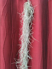 Spanish moss tillandsia - spanish,